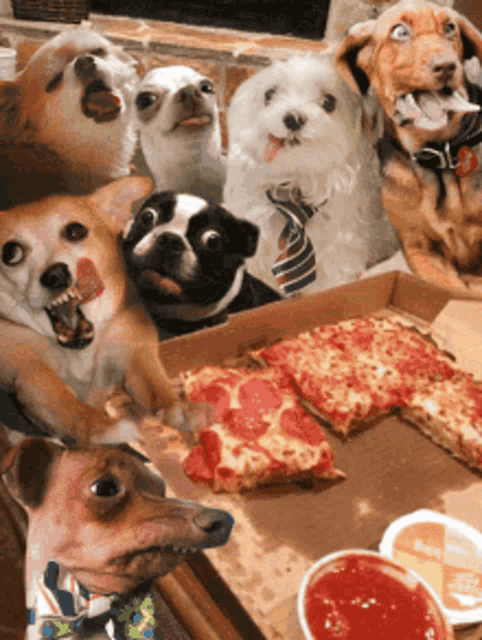 10+ Pizza Party Meme That Will Make You Laugh